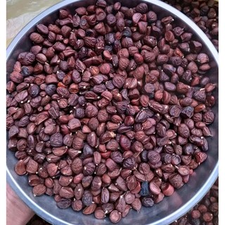 Hạt dổi nếp, hạt dổi rừng, dổi tây bắc