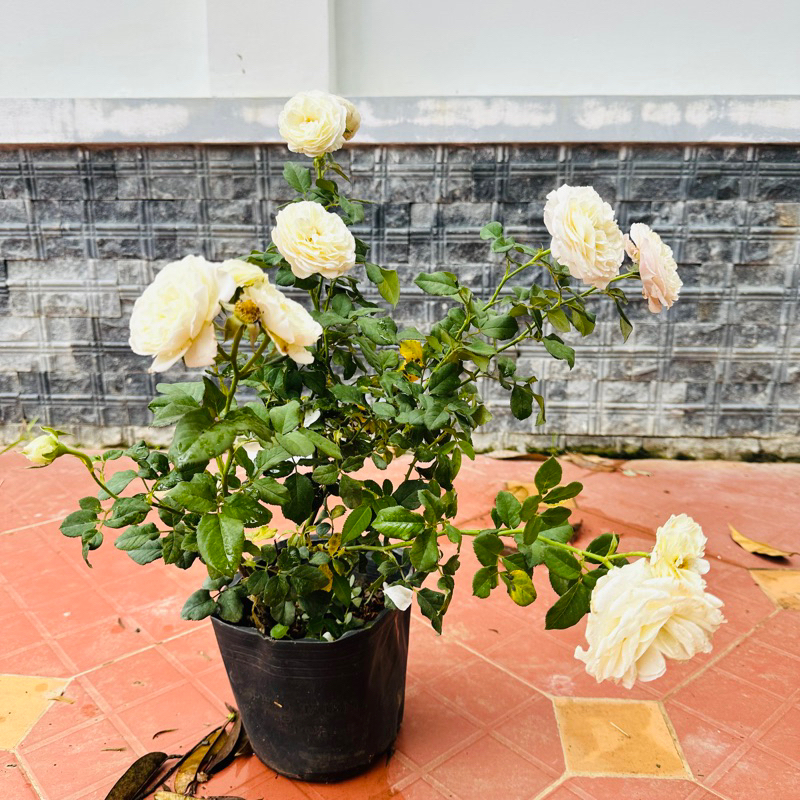 Hoa hồng leo Keira rose - hoa thơm