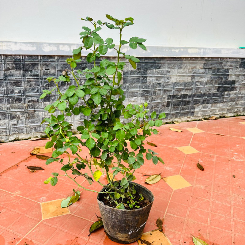 Hoa hồng Blue Moonstone Rose - hoa thơm, hoa chùm