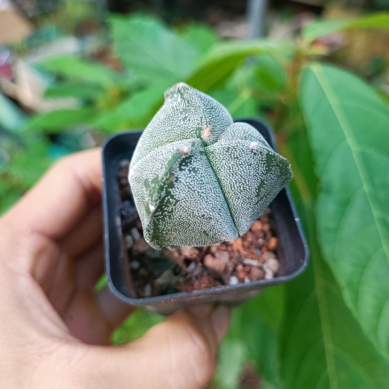 Sale+ Xương Rồng Astro 3 Cạnh Độc - Lạ