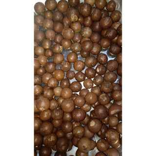 100gram hạt giống cây mắc ca