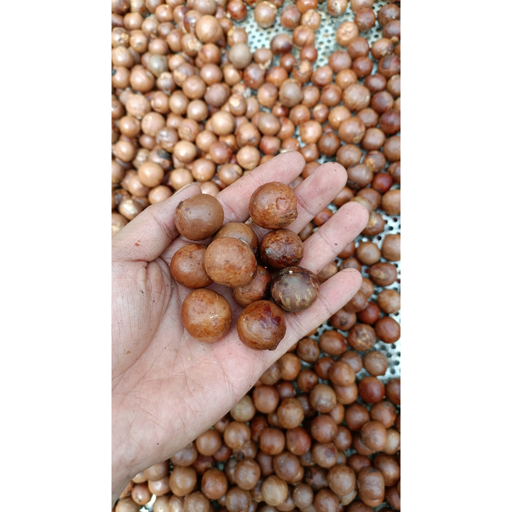 100gram hạt giống cây mắc ca