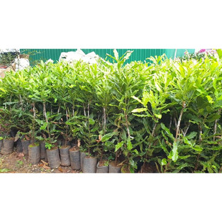 50gram hạt giống cây mắc ca