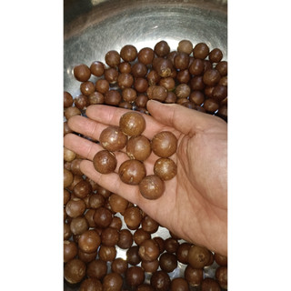50gram hạt giống cây mắc ca