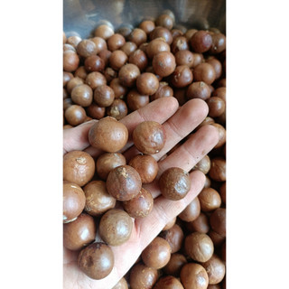 50gram hạt giống cây mắc ca