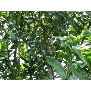 Hạt giống cây mắc ca - túi 5 hạt