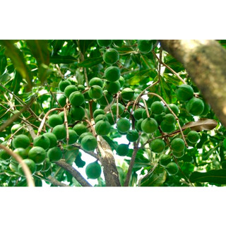 Hạt giống cây mắc ca - túi 5 hạt