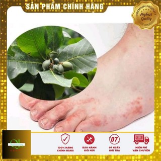 20 Lá bàng tươi (có đơn mới hái)