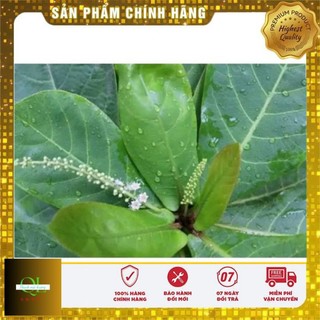 20 Lá bàng tươi (có đơn mới hái)