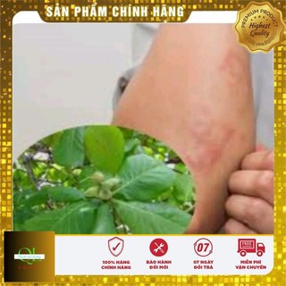 20 Lá bàng tươi (có đơn mới hái)