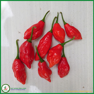 Hạt giống ớt Naga Viper - 10 hạt (hạt tự thu)
