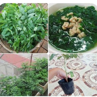 Cây giống rau ngót ổn định trong bầu