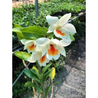 Hoa lan Damry đẹp, hoa quanh năm