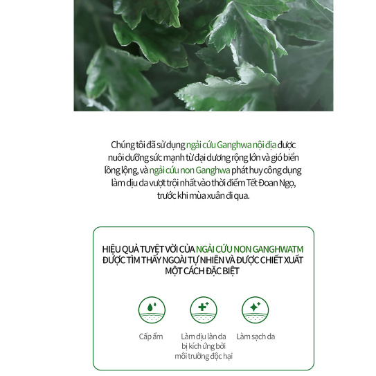 Tinh chất dưỡng da sáng dịu da HANYUL Pure Artemisia Calming PH-Balancing Fluid 125ml Daily Beauty Official