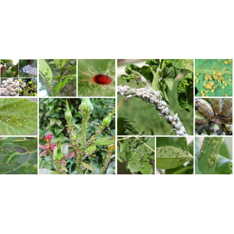 Trừ rầy rệp trĩ Vua Imida chuyên sâu rầy, trĩ, rệp lưu dẫn, thấm sâu