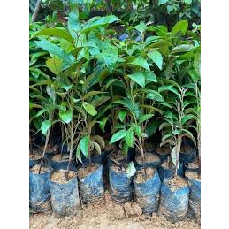 Cây Vú Sữa Tím Mica - CÂY CAO 40-50CM