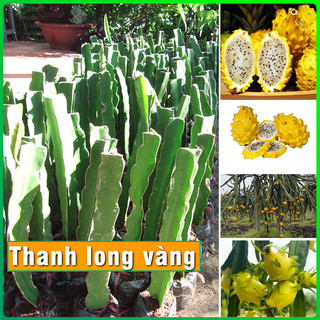 Cây Giống Thanh long vỏ vàng cho trái có vị ngọt khác lạ ,cây giống thanh long vỏ vàng cao 20-30cm dễ trồng & chăm sóc