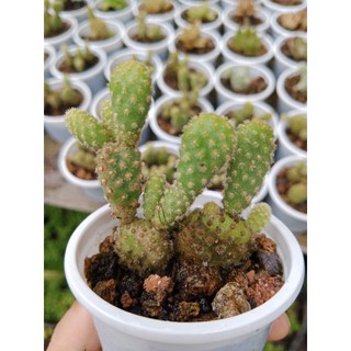 Xương rồng tai thỏ