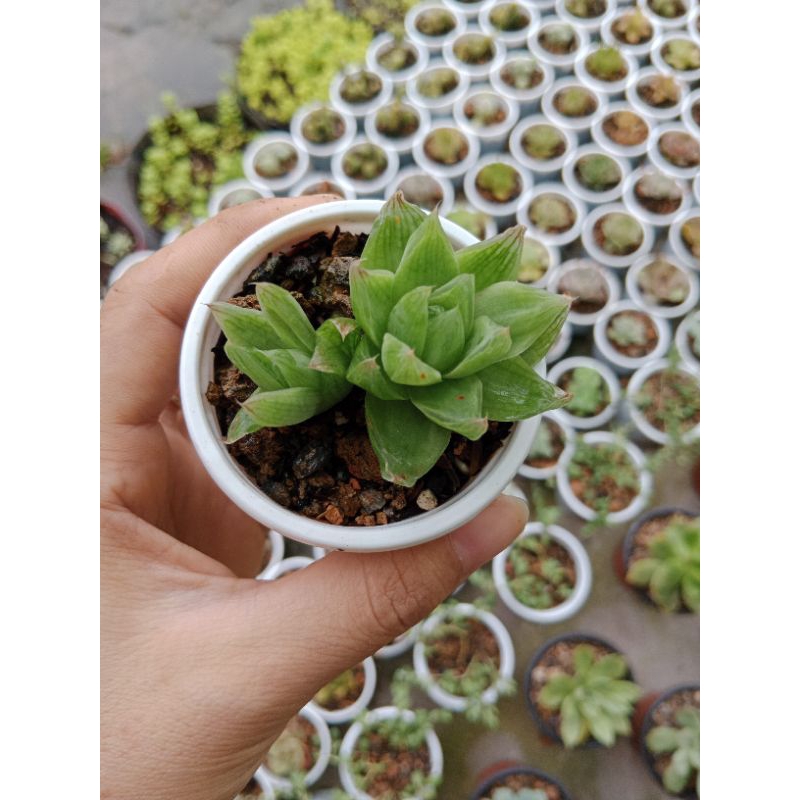 SEN ĐÁ GUỐC SIZE VỈ