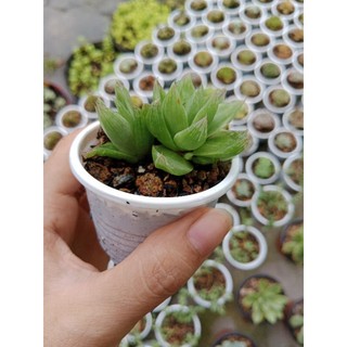 SEN ĐÁ GUỐC SIZE VỈ