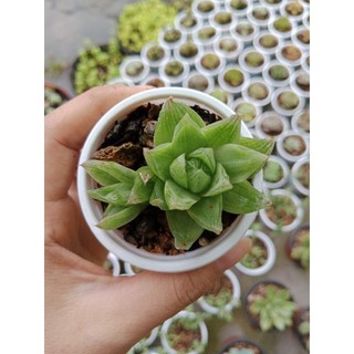 SEN ĐÁ GUỐC SIZE VỈ