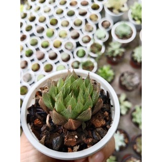 SEN ĐÁ GUỐC NGỌC SIZE VỈ