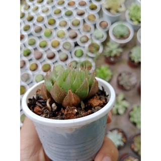 SEN ĐÁ GUỐC NGỌC SIZE VỈ