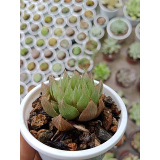 SEN ĐÁ GUỐC NGỌC SIZE VỈ