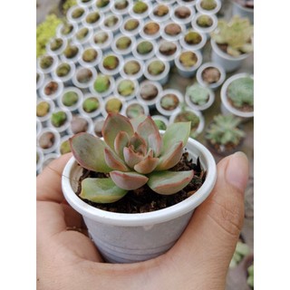 SEN ĐÁ SIZE VỈ
