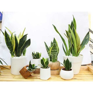 Cây lưỡi hổ Thái mini để bàn