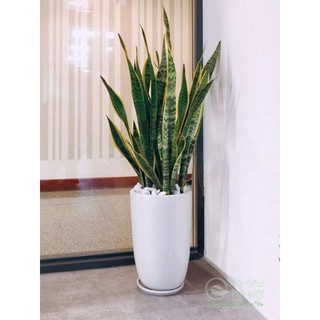 Cây lưỡi hổ Thái mini để bàn