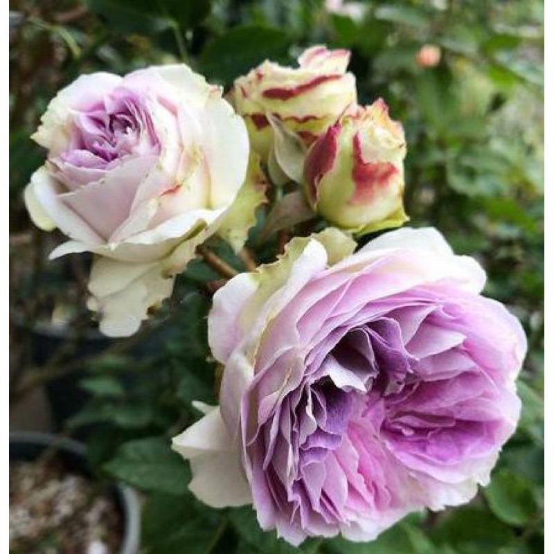 Hoa hồng Blue Moonstone Rose - hoa thơm, hoa chùm