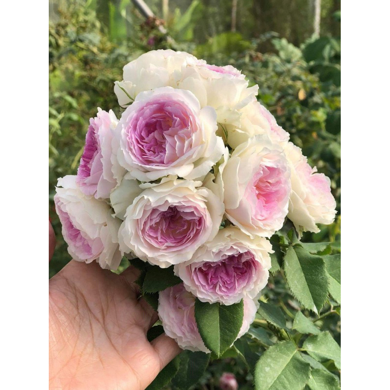 Hoa hồng Blue Moonstone Rose - hoa thơm, hoa chùm