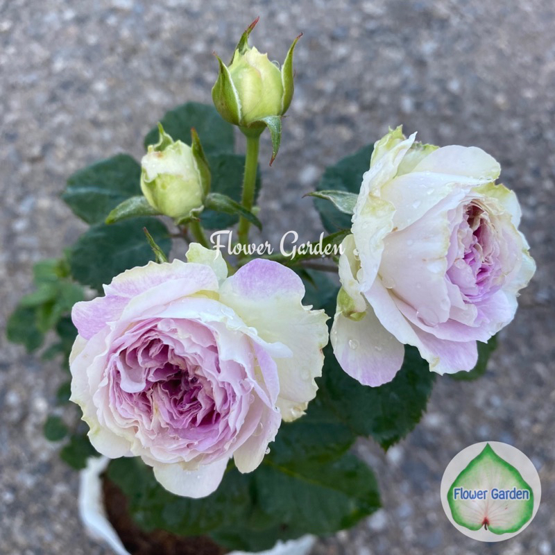 Hoa hồng Blue Moonstone Rose - hoa thơm, hoa chùm