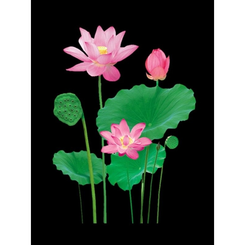 Hình ủi ép nhiệt, in áo. Mẫu Hoa sen HS2 in áo dài, váy, yếm cho mẹ và bé