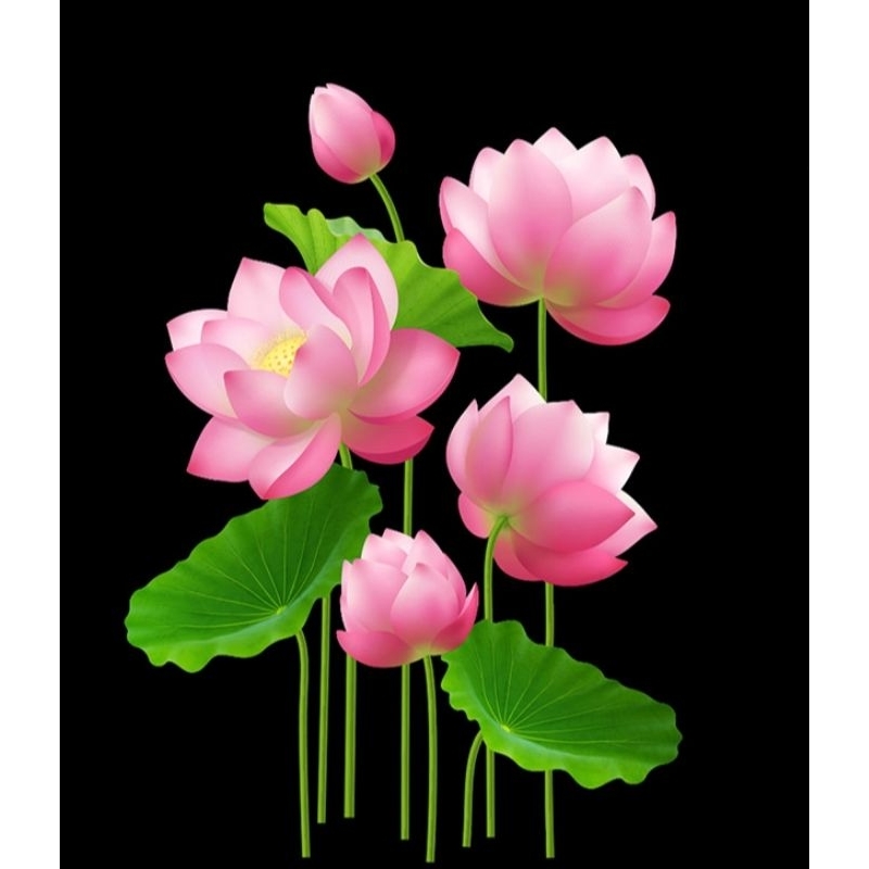 Hình ủi ép nhiệt, in áo. Mẫu Hoa sen HS2 in áo dài, váy, yếm cho mẹ và bé