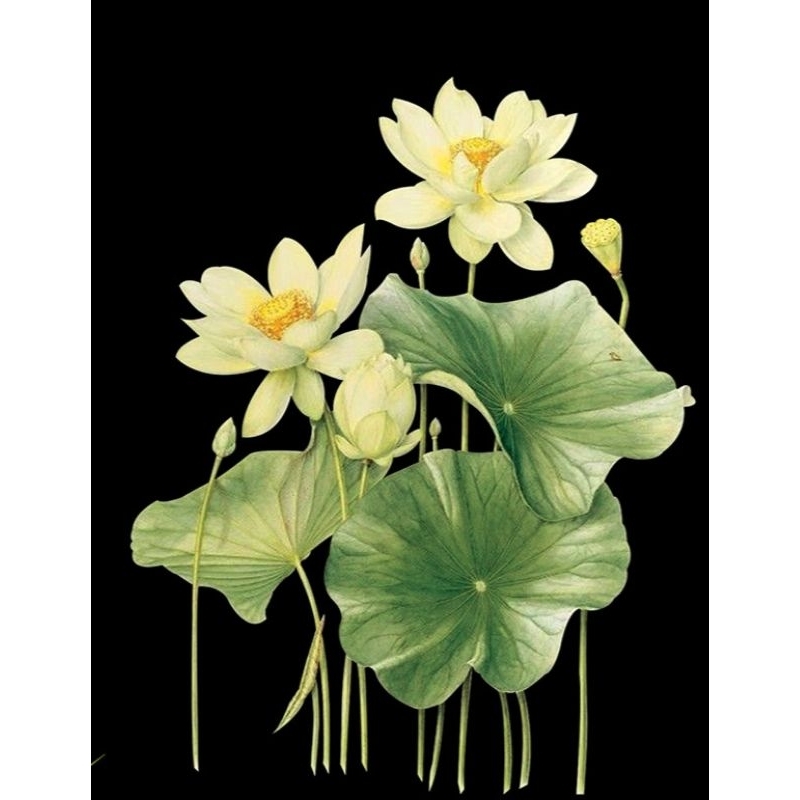 Hình ủi ép nhiệt, in áo. Mẫu Hoa sen HS2 in áo dài, váy, yếm cho mẹ và bé