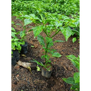 Cây ớt peru Charapita đang bắt đầu cho trái