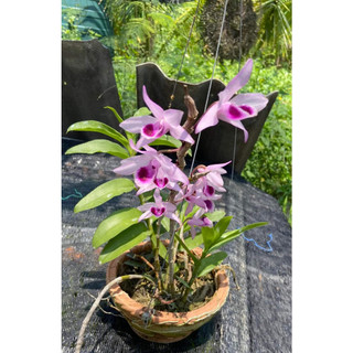 Hoa Lan  Phi Điệp  Tím Hoa  Thơm