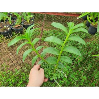 Hoa Lan  Phi Điệp  Tím Hoa  Thơm