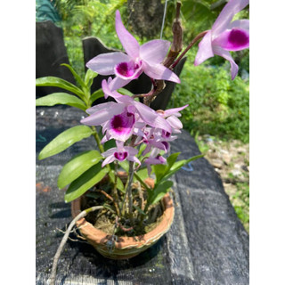 Hoa Lan  Phi Điệp  Tím Hoa  Thơm