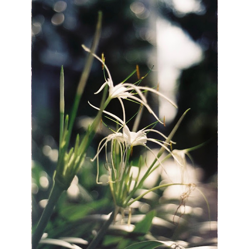 Film điện ảnh Fujifilm F-250T