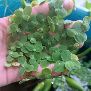 Bèo tấm cánh to thủy sinh giúp lọc nước và trang trí hồ cá cảnh