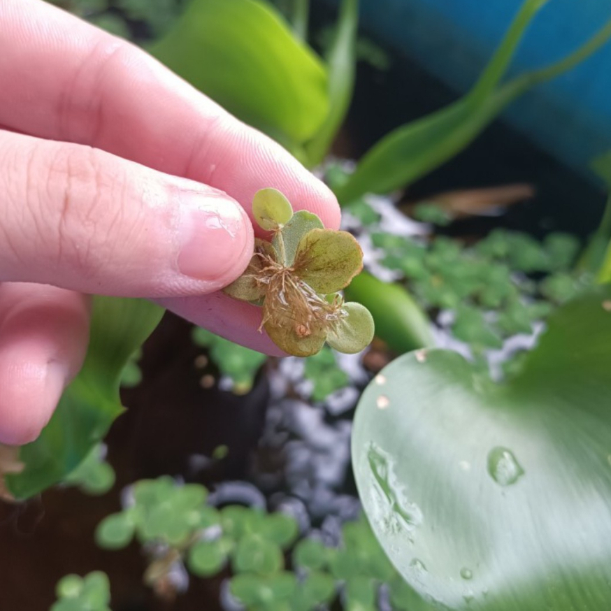 Bèo tấm cánh to thủy sinh giúp lọc nước và trang trí hồ cá cảnh