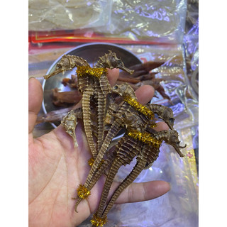 Cá ngựa khô size 12-13 cm