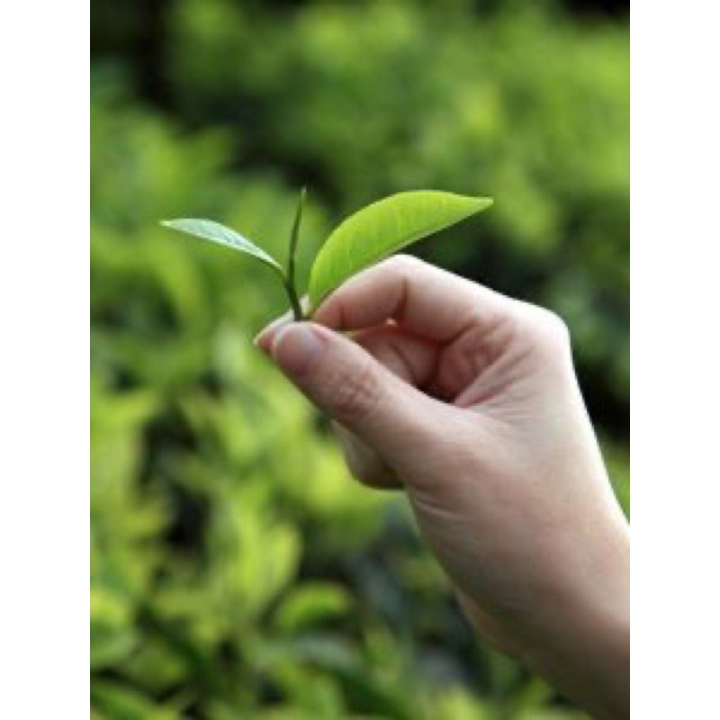 Trà Xanh Móc Câu TRÂM ANH - gói 250gr