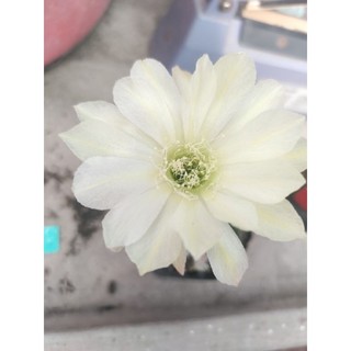 Xương rồng Lobivia (nhiều size, siêng hoa, có hàng sẵn nụ)