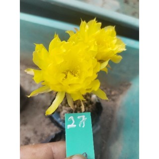 Xương rồng Lobivia (nhiều size, siêng hoa, có hàng sẵn nụ)