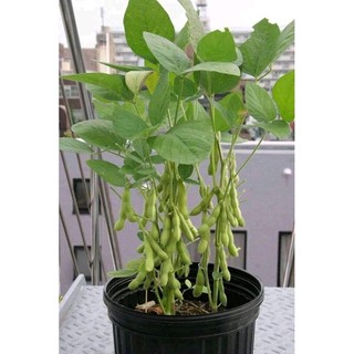 Hạt giống đậu tương -đậu nành gói 1kg