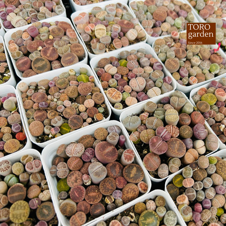 Chậu sen đá lithop Toro Garden đường kính 6.5cm thạch lan sen mông sen đá Đà Lạt dễ thương